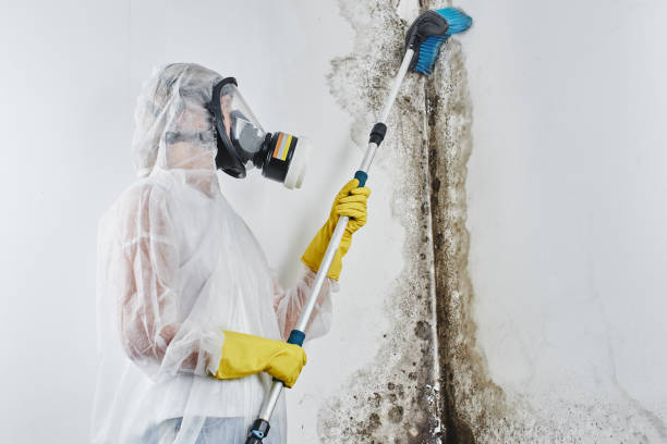 Best Crawl Space Mold Removal  in Honeoye Falls, NY