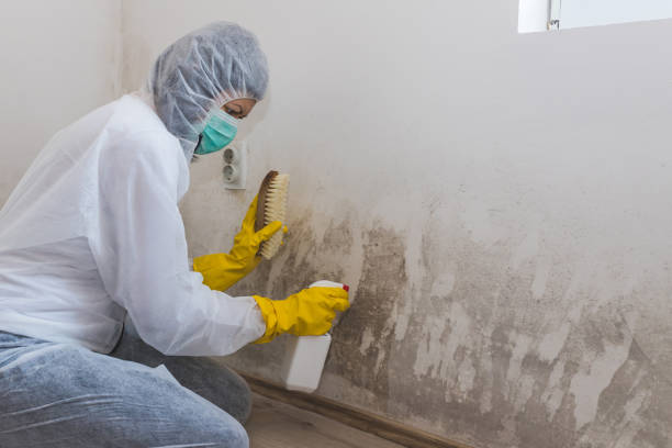 Professional Mold Removal in Honeoye Falls, NY