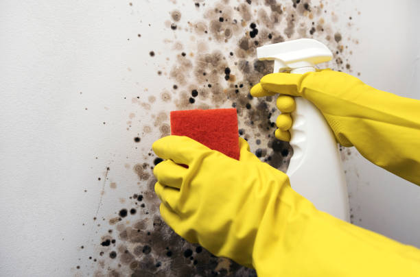 Best Mold Removal Company Near Me  in Honeoye Falls, NY