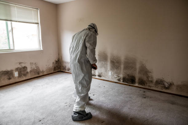 Best Residential Mold Removal  in Honeoye Falls, NY