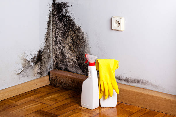 Best Mold Damage Repair  in Honeoye Falls, NY