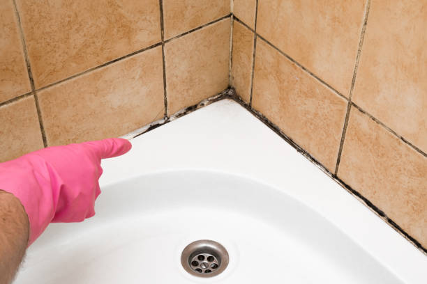Best Commercial Mold Removal  in Honeoye Falls, NY